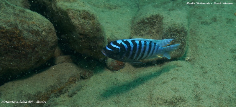 Maylandia zebra 'Border'